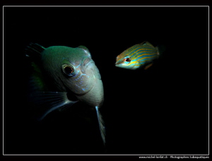 Damsel fish... :O)... by Michel Lonfat 